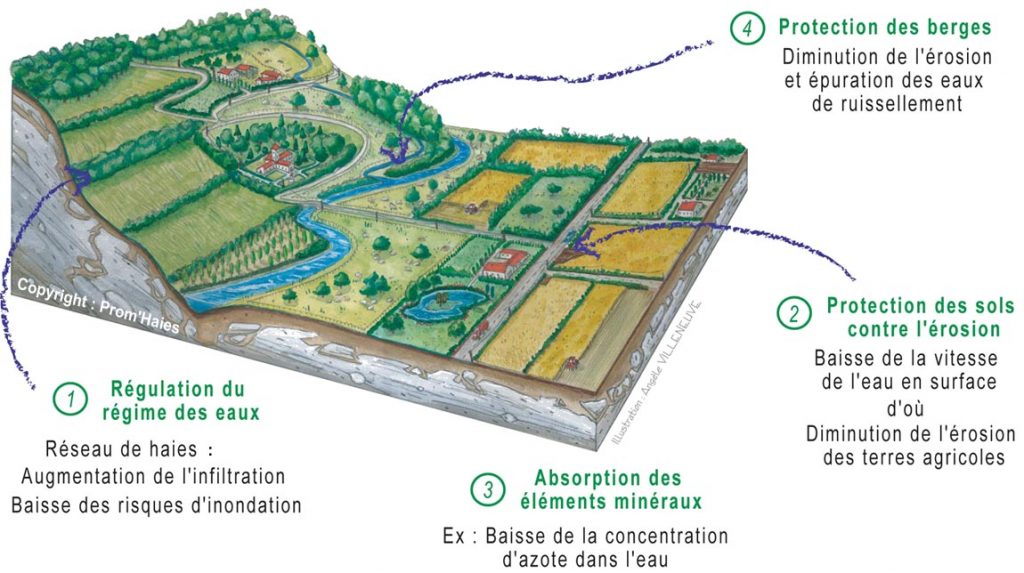 schéma cycle de l'eau ©prom'haies